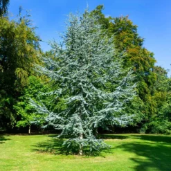 Blue Atlas Cedar Tree -Foliagez Sales Blue Atlas Cedar 2