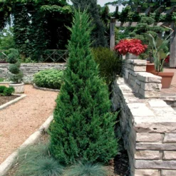 Blue Point Juniper -Foliagez Sales Blue Point Juniper 2