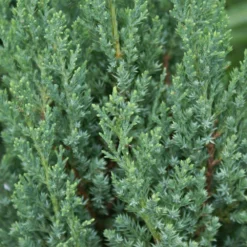 Blue Point Juniper -Foliagez Sales Blue Point Juniper 3