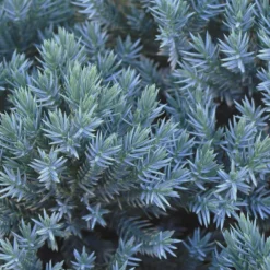 Blue Star Juniper Shrub -Foliagez Sales Blue Star Juniper 2