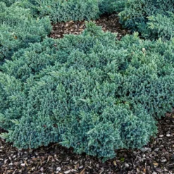 Blue Star Juniper Shrub -Foliagez Sales Blue Star Juniper 4