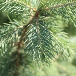 Blue Wonder Spruce Tree 9 Blue Wonder Spruce Tree -Foliagez Sales Blue Wonder Spruce 3 FGT