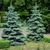 Blue Wonder Spruce Tree -Foliagez Sales Blue Wonder Spruce 600x600 26193ce5 cb4c 4e46 8366 037a0a8f601d
