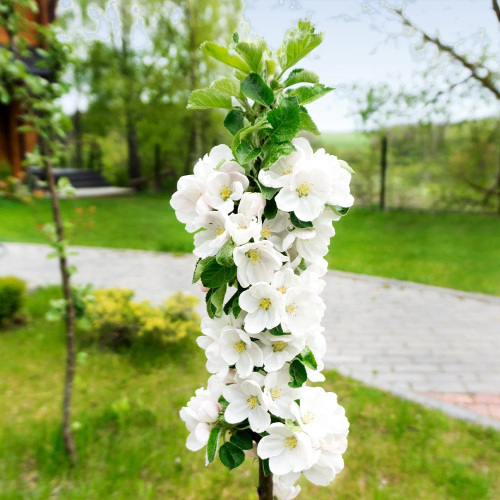 Blushing Delight™ Columnar Apple Tree 6 Blushing Delight™ Columnar Apple Tree - Image 4