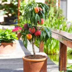 Best Seller -Foliagez Sales Bonanza Peach tree 2