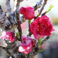 Bonanza Patio Peach Tree -Foliagez Sales Bonanza Peach tree 4 FGT