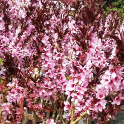 Bonfire Patio Peach Tree -Foliagez Sales Bonfire Peach 3 FGT