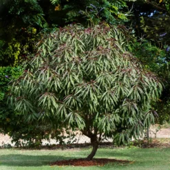 Bonfire Patio Peach Tree -Foliagez Sales Bonfire Peach 6