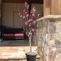 Bonfire Patio Peach Tree -Foliagez Sales Bonfire Peach 9