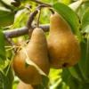 Bosc Pear Tree -Foliagez Sales Bosc pears 600x600 FGT f3cdc24f 4ee7 4db4 8f17 fc904cf59cd5