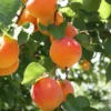Bounty Peach Tree 2 Bounty Peach Tree -Foliagez Sales Bounty Peach 600x600 ee4d2b5f 3ab5 4cf8 b1cb 748f957a658b