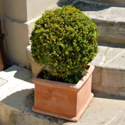 Titan Boxwood Shrub -Foliagez Sales Boxwood Titan 6