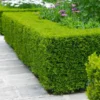 Wintergreen Boxwood Shrub -Foliagez Sales Boxwood Wintergreen FGT 600x600 10158886 b792 4bb8 b281 b08950f0913a