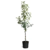 Braeburn & Gala Twisted Apple Tree -Foliagez Sales Braeburn Gala Twisted Apple Tree 600x600 68b45608 86c4 45df a88d 1630d60d164f