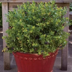 Bushel And Berry® Blueberry Glaze™ Blueberry Bush -Foliagez Sales BrazelBerries Blueberry Glaze Blueberry 2 450w