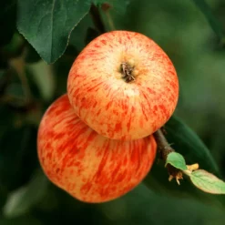 Braeburn & Gala Twisted Apple Tree -Foliagez Sales Breaburn