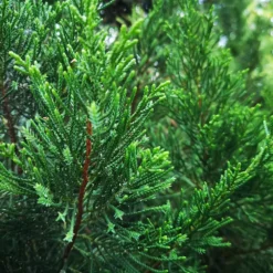 Brodie Eastern Red Cedar Tree -Foliagez Sales Broadie Eastern Red Cedar 1 FGT