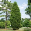 Brodie Eastern Red Cedar Tree 2 Brodie Eastern Red Cedar Tree -Foliagez Sales Broadie Eastern Red Cedar FGT 600x600 ebc0e218 8a8b 4127 a8e6 f6b95e60613a