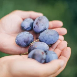 Brooks Plum Tree 10 Brooks Plum Tree -Foliagez Sales Brooks Plum 3