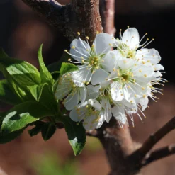Bubblegum 'Toka' Plum Tree -Foliagez Sales Bubblegum Toka Plum 4