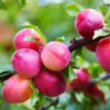 Bubblegum 'Toka' Plum Tree -Foliagez Sales Bubblegum Toka Plum 600x600 3fd2eab2 a788 4765 814b 781f19339254