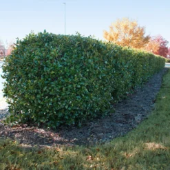 Dwarf Burford Holly Shrub 9 Dwarf Burford Holly Shrub -Foliagez Sales Burford holly 2 FGT