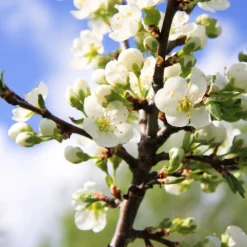 Burgundy Plum Tree -Foliagez Sales Burgundy Plum 4