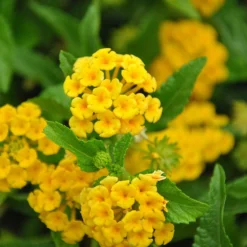 Chapel Hill Yellow Lantana -Foliagez Sales CHapel Hill gold lantana 1