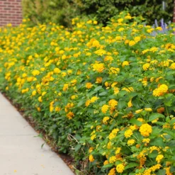 New Gold Lantana -Foliagez Sales CHapel Hill gold lantana 4