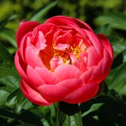 Coral Charm Peony 9 Coral Charm Peony -Foliagez Sales COral Charm Peony 3 FGT