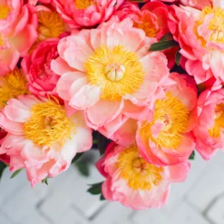 Coral Charm Peony 10 Coral Charm Peony -Foliagez Sales COral Charm Peony 6 FGT