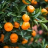 Calamondin Bush -Foliagez Sales Calamondin2 Bush FGT 600x600 9e8d15f8 b498 4030 97e9 1ec6aaff2b96
