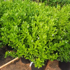 Calamondin Bush -Foliagez Sales Calamondin Bush 7