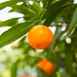 California Honey Mandarin Tree -Foliagez Sales California Mandarin 3