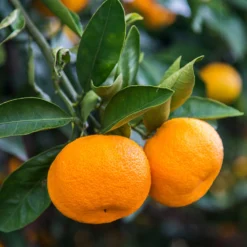 Calamondin Tree -Foliagez Sales Calomondin 4 BB 86a33d74 f6d8 4d96 be1b 5a213babf3c2
