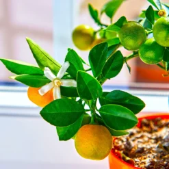 Calamondin Tree -Foliagez Sales Calomondin 5