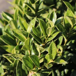 Carissa Holly -Foliagez Sales Carissa Holly 2