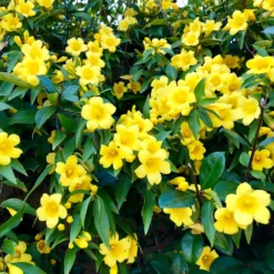 Carolina Jasmine -Foliagez Sales Carolina Jessamine Yellow Jasmine 1 FGT