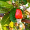 Cashew Tree -Foliagez Sales Cashew Nut Tree FGT 600x600 ae50f6a6 ab86 49a6 a9b6 65c6a211e420