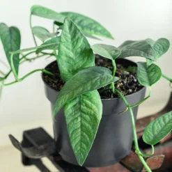 Cebu Blue Pothos -Foliagez Sales Cebu Blue Pothos 1