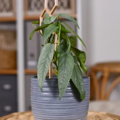 Cebu Blue Pothos -Foliagez Sales Cebu Blue Pothos 3