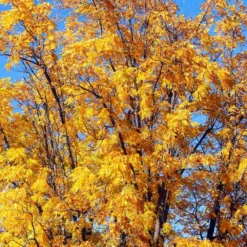 Chandler Walnut Tree 10 Chandler Walnut Tree -Foliagez Sales Chandler Walnut 1