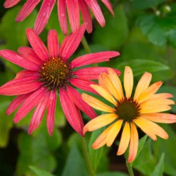 Cheyenne Spirit Echinacea (Coneflower) 9 Cheyenne Spirit Echinacea (Coneflower) -Foliagez Sales Cheyenne SPirit Coneflower 4