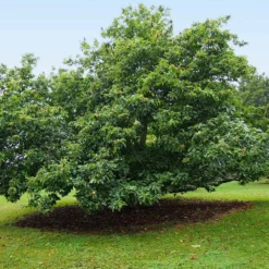 Chinese Chestnut Tree 12 Chinese Chestnut Tree -Foliagez Sales Chinese Chestnut 9