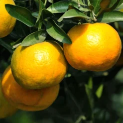Chinotto Sour Orange Tree -Foliagez Sales Chinotto Sour Orange Tree 450 D1