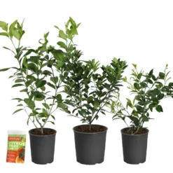 All-in-One Citrus Starter Kit -Foliagez Sales Citrus Starter Kit 2