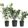 All-in-One Citrus Starter Kit -Foliagez Sales Citrus Starter Kit 600x600 a6e6d96f f850 4a73 8e36 e00fab4f6ef1