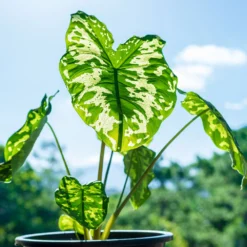 Colocasia 'Hilo Beauty' -Foliagez Sales Colocasia Hilo beauty 1