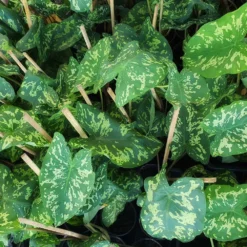 Colocasia 'Hilo Beauty' -Foliagez Sales Colocasia Hilo beauty 2