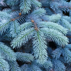 Colorado Blue Spruce Tree 9 Colorado Blue Spruce Tree -Foliagez Sales Colorado BLue Spruce 1 FGT